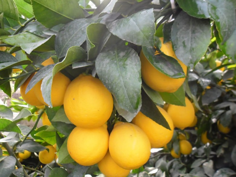 Рекомендация эксперта | Сорт грейпфрута «Oʻzbegim»